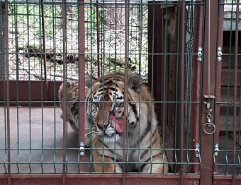 Росприроднадзор проверил исполнение закона об ответственном обращении с животными в Хабаровском фонде реабилитации «Утес»